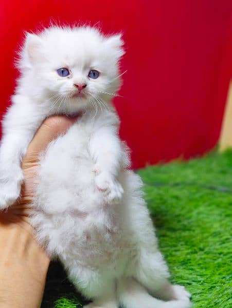 Pure PERSIAN Highest Quality Kittens for sale PunCh face Doll face 11