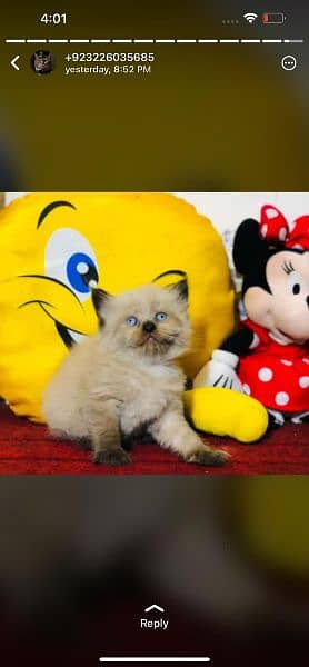 Pure PERSIAN Highest Quality Kittens for sale PunCh face Doll face 12