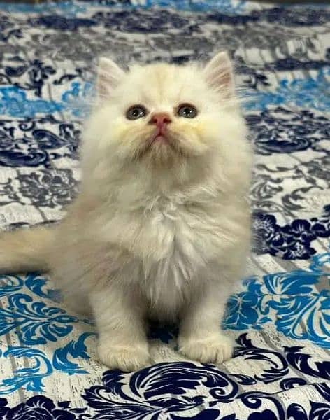 Pure PERSIAN Highest Quality Kittens for sale PunCh face Doll face 13