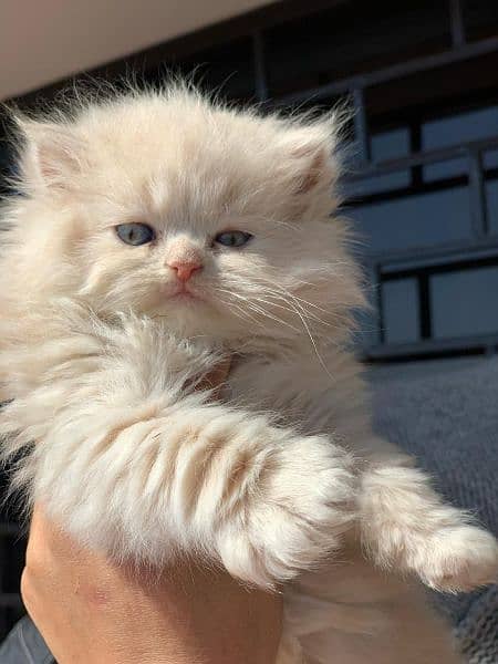 Pure Persian Highest Quality Gift Quality kittens For sale 1