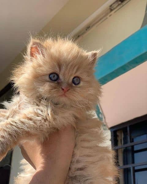 Pure Persian Highest Quality Gift Quality kittens For sale 3