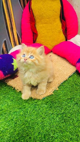 Pure Persian Highest Quality Gift Quality kittens For sale 4