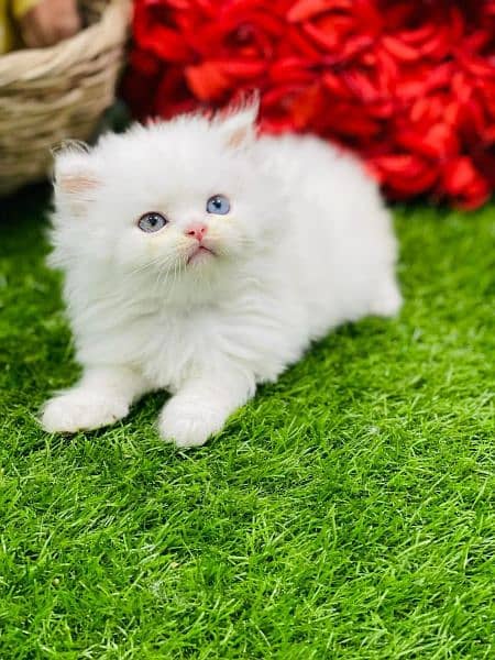 Pure Persian Highest Quality Gift Quality kittens For sale 5