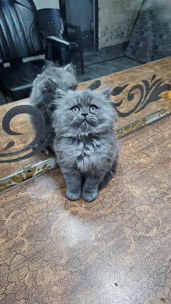 Pure Persian Highest Quality Gift Quality kittens For sale 6