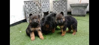 gsd  puppy male female long cot