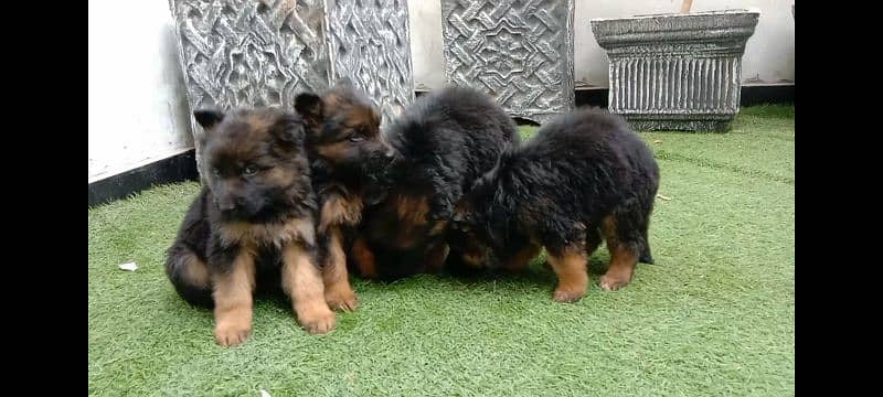 gsd  puppy male female long cot 1