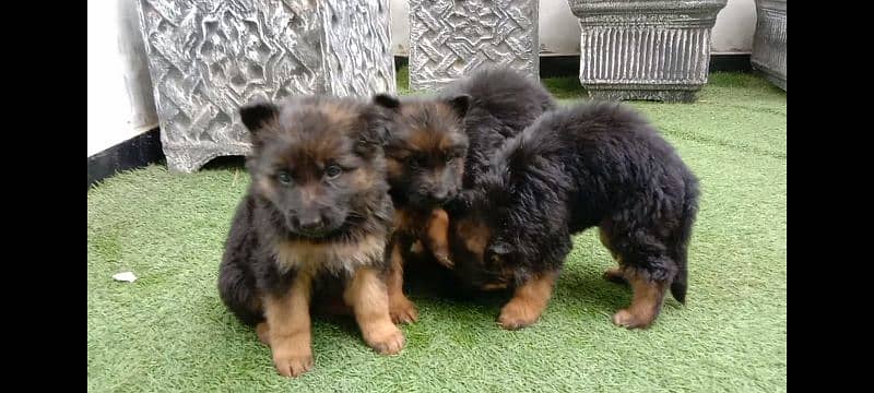gsd  puppy male female long cot 4