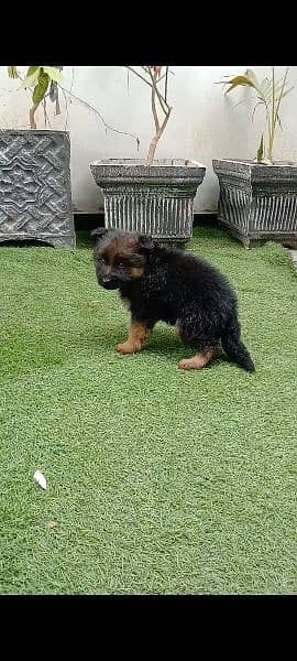 gsd  puppy male female long cot 5