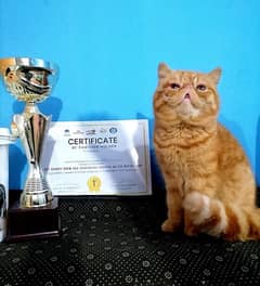Exotic Shorthair Show Winner Boy /Rare Breed/British Cat/Male