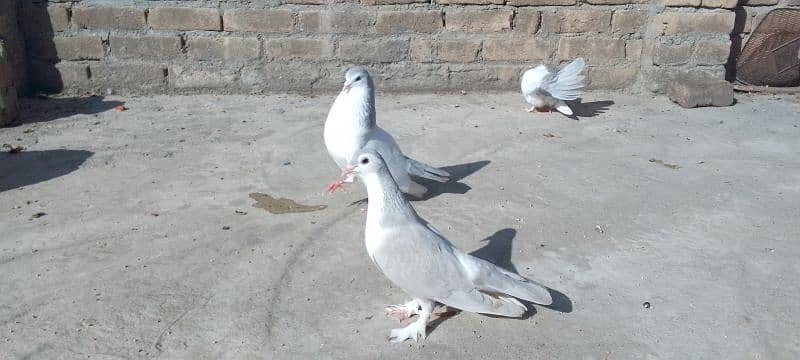 Breeder Pigeons Pairs For Sale 3