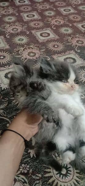 male ,female both cats are available 4
