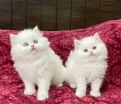 Highest Quality kittens Pure Persian punch face cute kittens