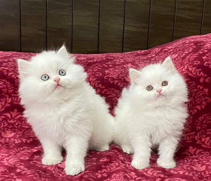 Highest Quality kittens Pure Persian punch face cute kittens 0