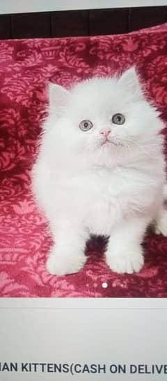 Cash on deliveryHighest Quality kittens Pure Persian punch face kitten