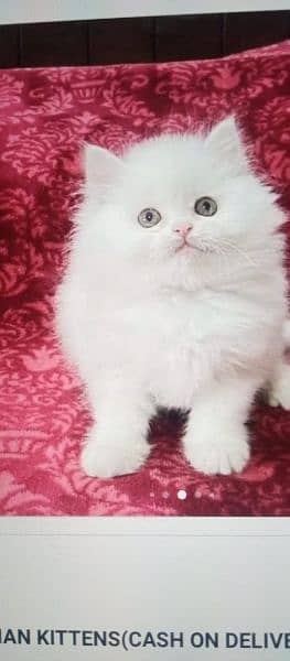Highest Quality kittens Pure Persian punch face cute kittens 2