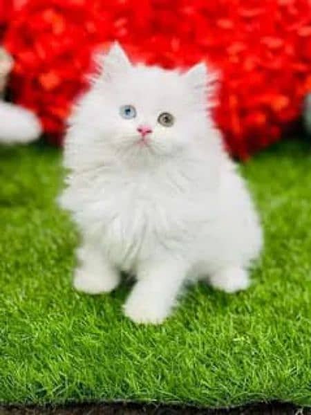 Highest Quality kittens Pure Persian punch face cute kittens 3