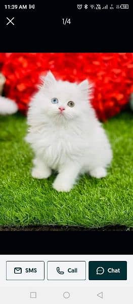 Highest Quality kittens Pure Persian punch face cute kittens 7