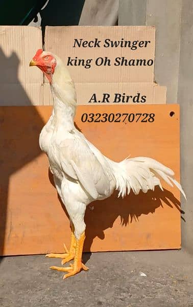 White Shamo Firtile Eggs 5000 /White Shamo Chick 13500 1