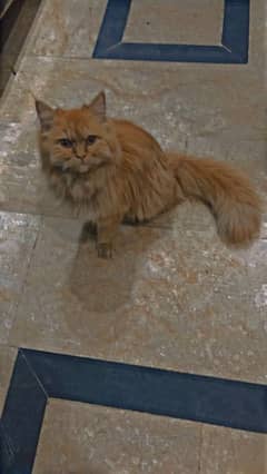 Limited Offer Persian Cat Cub 2 month age, so friendly and trained.