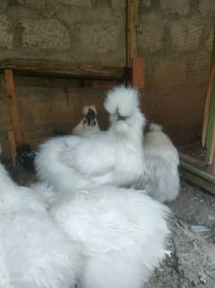 silkie fertile eggs imported breed