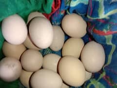 Aseel eggs for sale astralorp 2 madya  . . aseel mady for sale