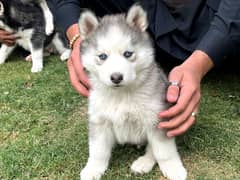 Husky sales puppy olx