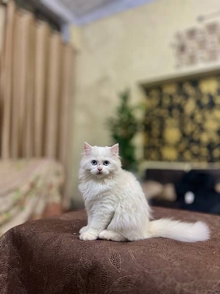 persian Cat tripple coat 1