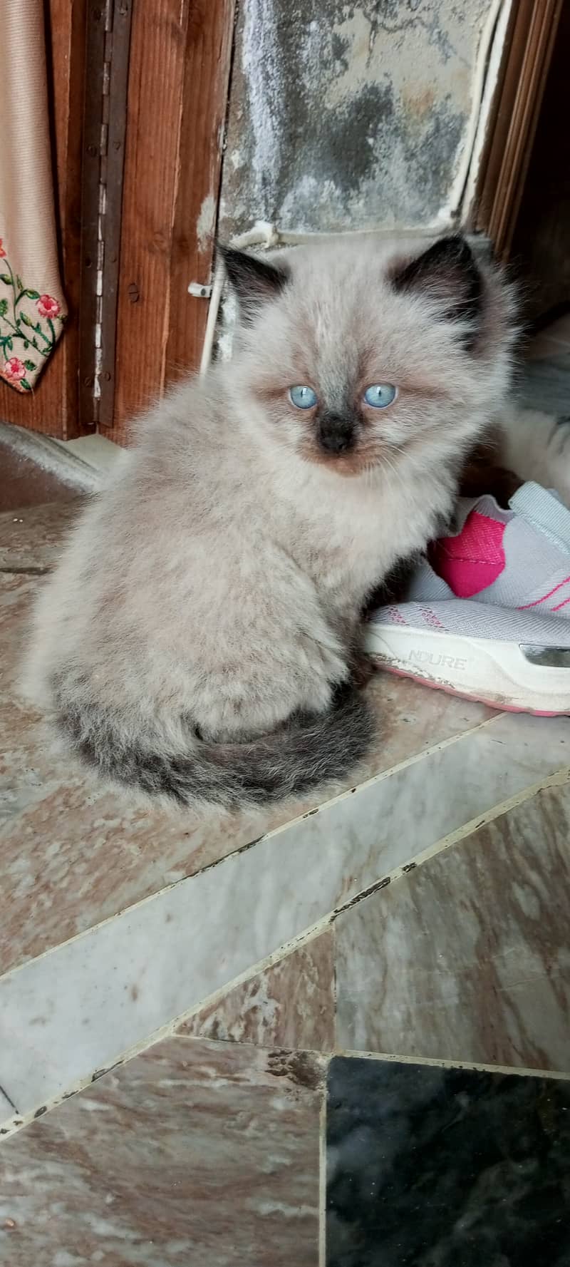 imported Siamese Kitten pair for sale. Blue Eyez 1