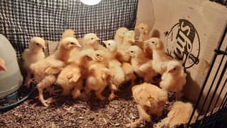 golden heavy buff,white silkie chicks for sale 03096360200.
