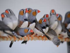 zebra Finch breeder pairs available 450 pice