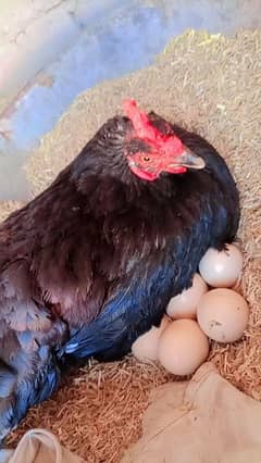 desi female for sale egg lying