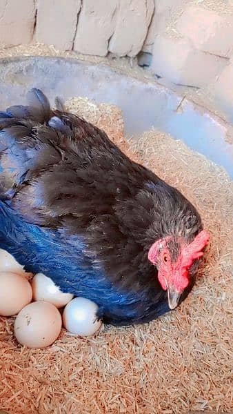 desi female for sale egg lying 1