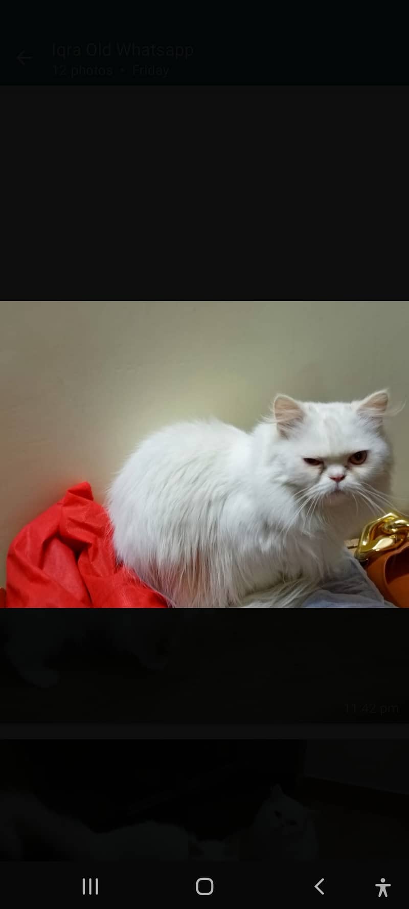 Persian Cat Pair 1