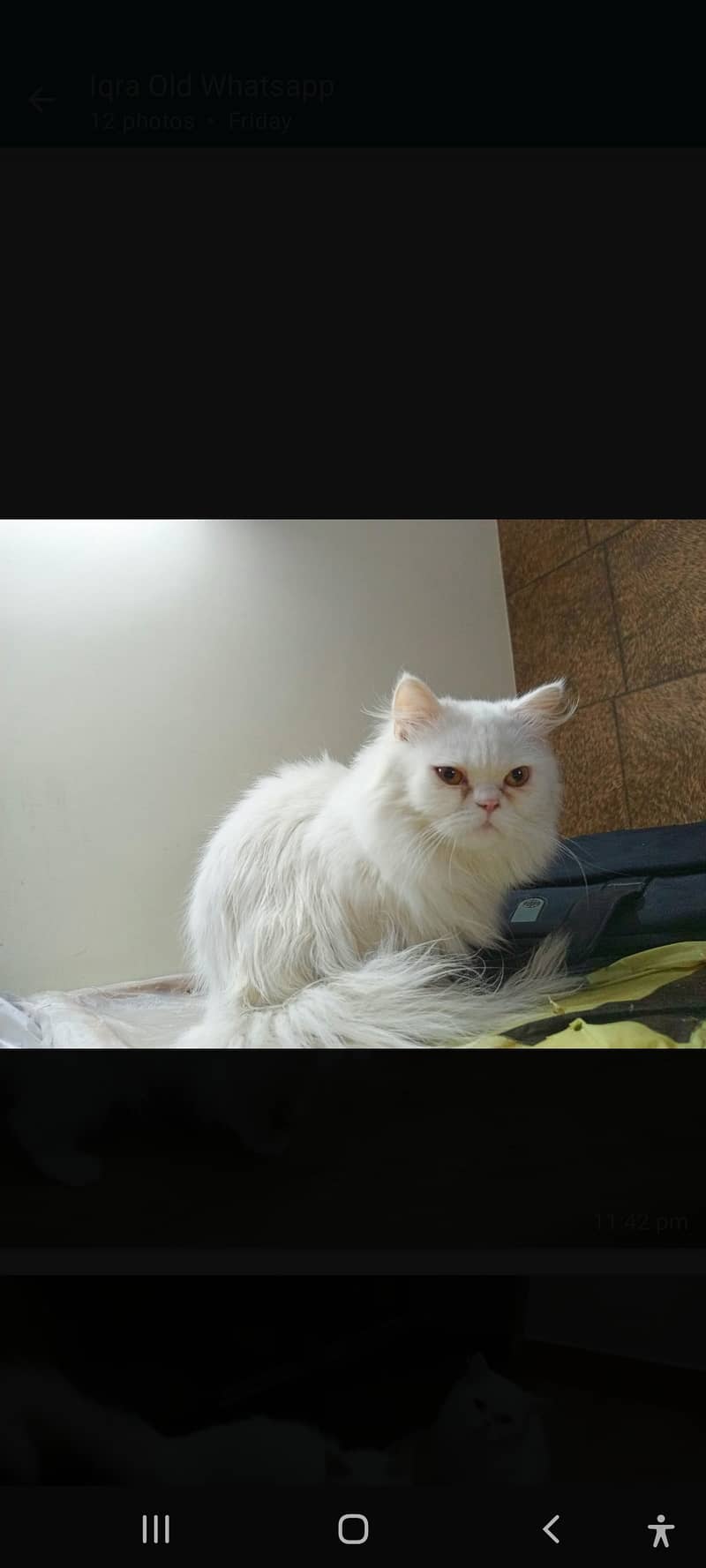 Persian Cat Pair 3
