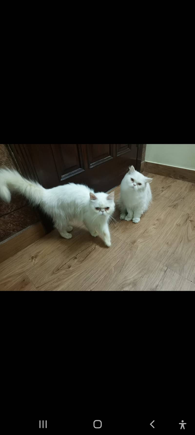 Persian Cat Pair 9