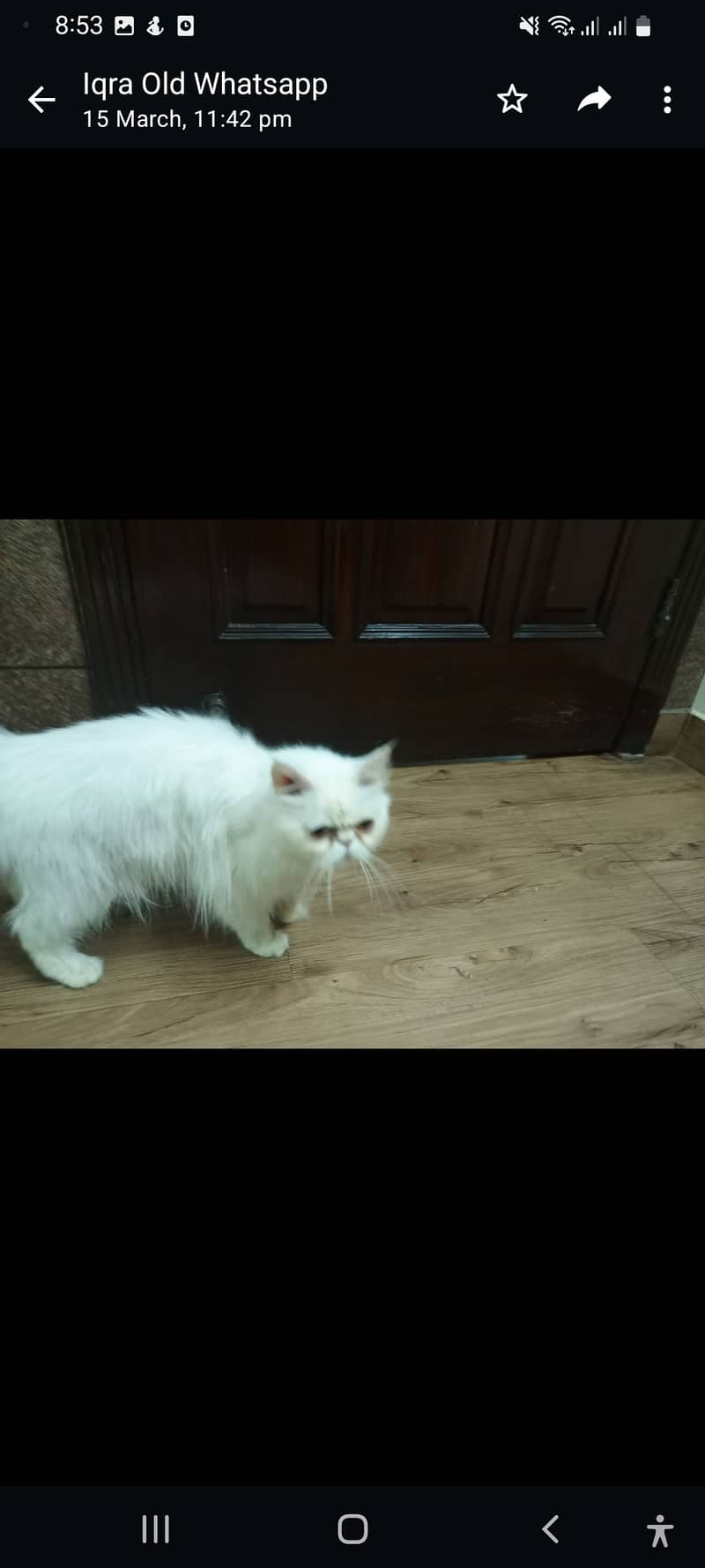 Persian Cat Pair 11