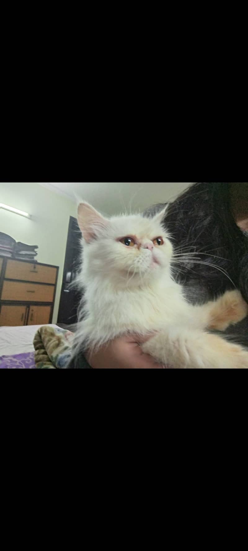 Persian Cat Pair 12