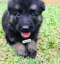 German shepherd sale puppy on olx