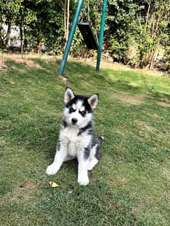 Husky sales puppy olx