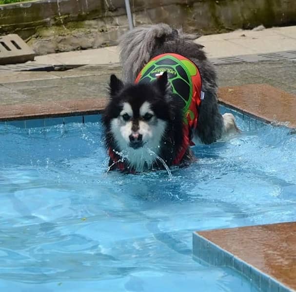 Dog Safety Life Jackey for Swimming, Boating, Hunting - Large 1