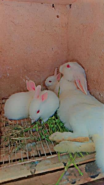 1 month age bunny's bhi mil jay gay bary rabbit bhi mil jay gay 3