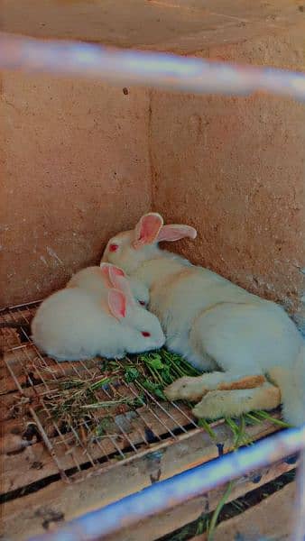 1 month age bunny's bhi mil jay gay bary rabbit bhi mil jay gay 5
