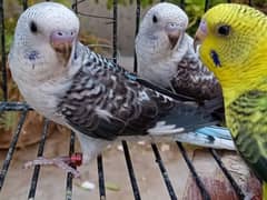black wing budgie pathy