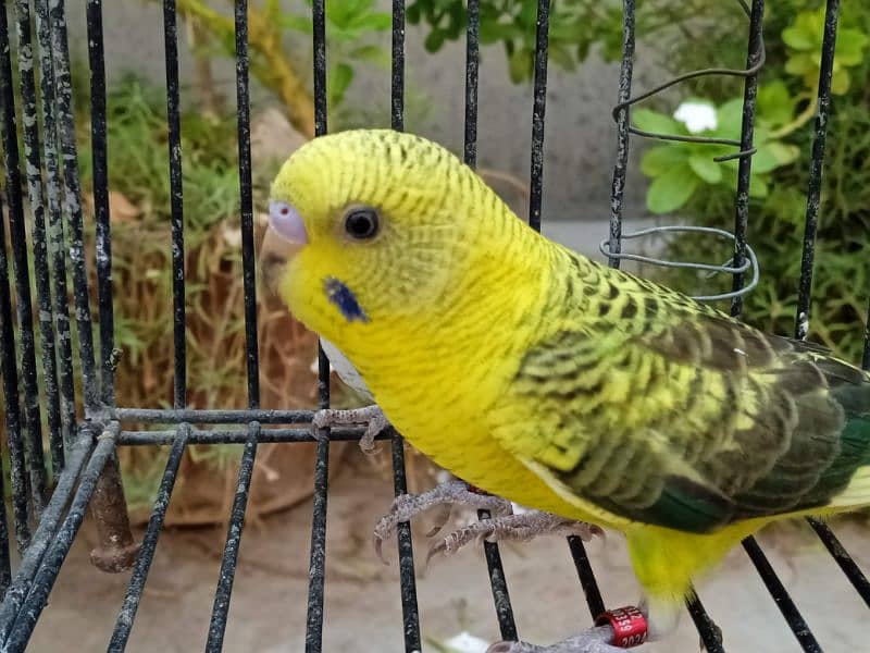 black wing budgie pathy 2