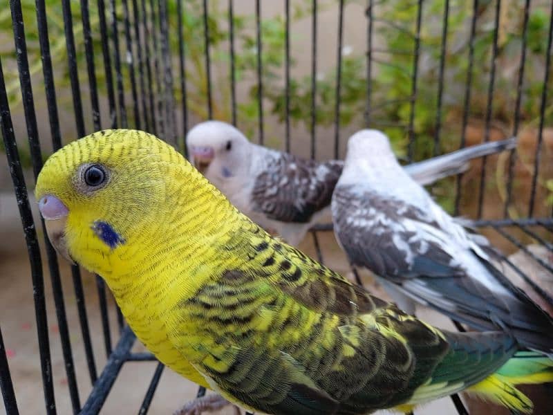 black wing budgie pathy 3