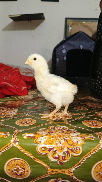5 Aseel Chicks Available 1