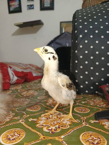 5 Aseel Chicks Available 2