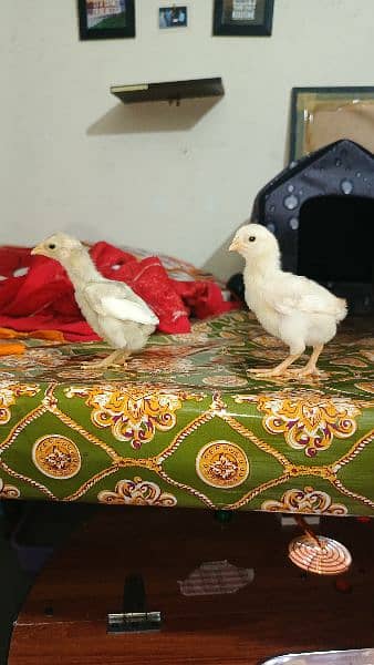 5 Aseel Chicks Available 3
