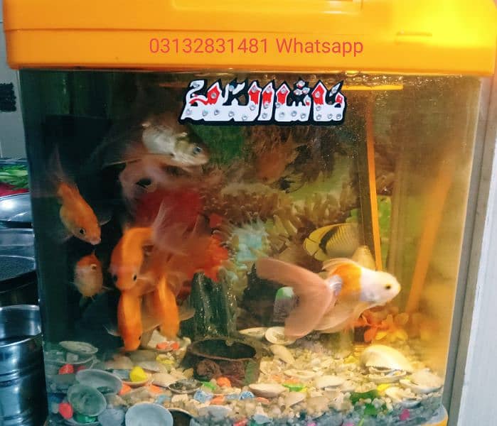 Fish Aquarium 1