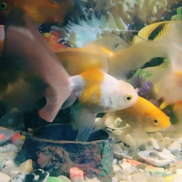 Fish Aquarium 9